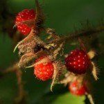 Japanese wineberry (Rubus phoenicolasius)