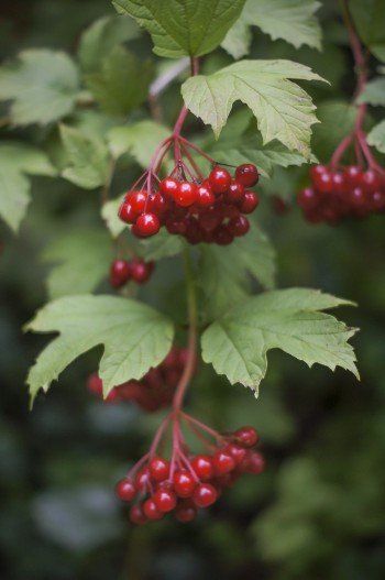 Highbush cranberries