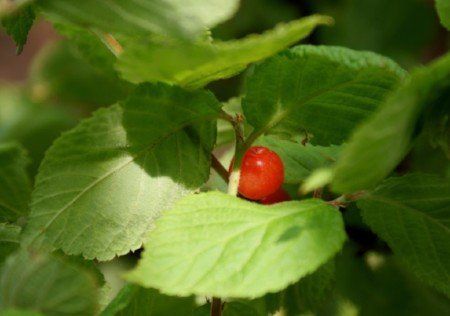 Nanking cherry