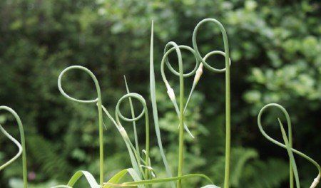 Serpent garlic