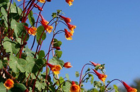 Mashua flowers