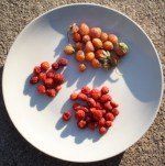 Green, scarlet and wild strawberries Strawberries