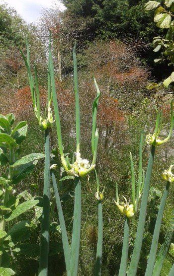 Onion trees