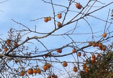 Persimmons