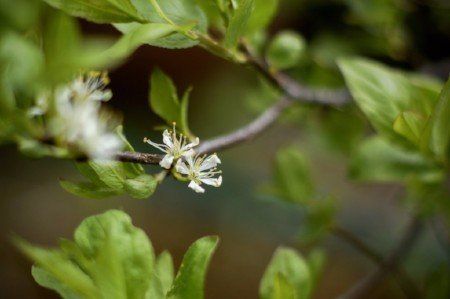 Beach plum blossom