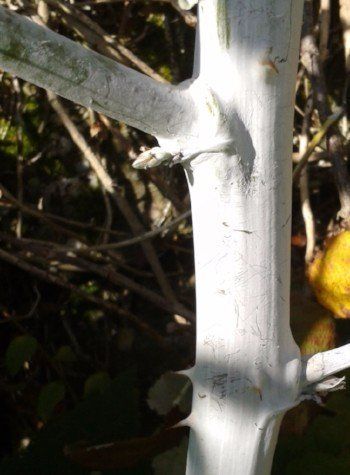 Silver-stemmed bramble