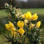 Gorse