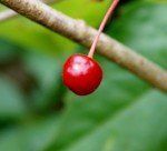 Wild cherry
