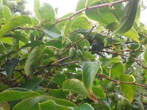 Hardy kiwis