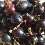 Golden currants