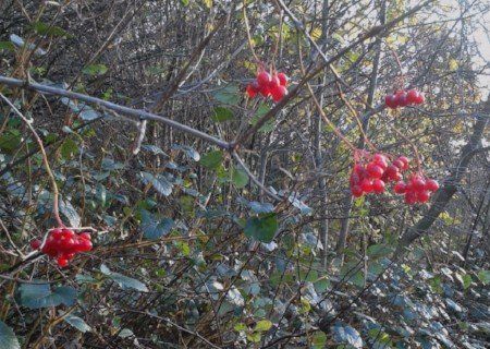 Guelder rose