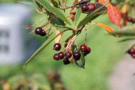 A. prunifolia Purple chokeberry