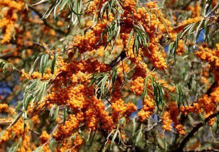 Willow-leaved sea buckthorn