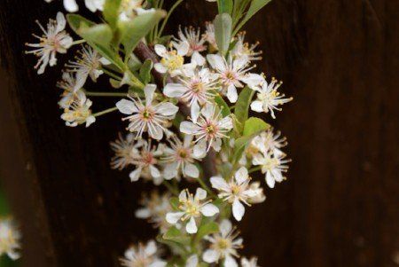 Sand cherry blossom