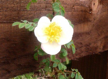Burnet rose