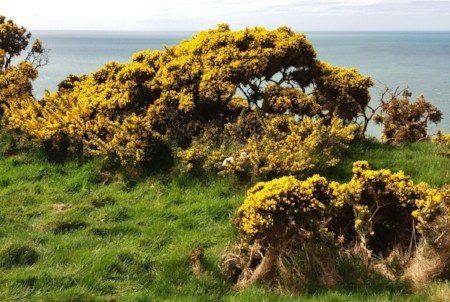 Gorse