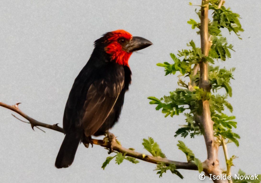 double toothed barbet, Uganda, Gorilla, Birding, Travel, Uganda Safaris, Mountain Gorillas, Gorilla Tracking, Gorilla Trekking, Uganda Tours, Uganda Tour Operators, Uganda Roundtrip, Uganda Reise, Uganda Trips, Uganda travel, Uganda Grouptrips, Uganda Gruppenreise, nature responsible, Kidepo, Mburo, Murchison, Bwindi, Kibale, Entebbe
