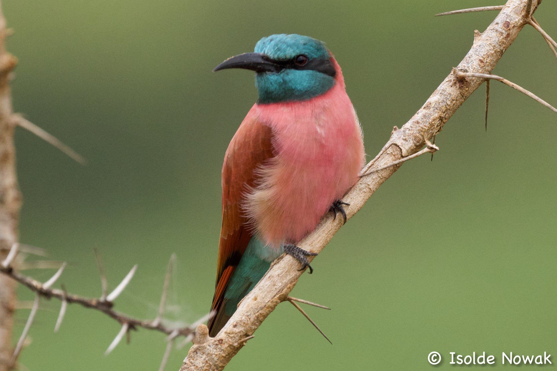 Carmine Bee-Eater, Uganda Birding, Gorilla, Birding, Travel, Uganda Safaris, Mountain Gorillas, Gorilla Tracking, Gorilla Trekking, Uganda Tours, Uganda Tour Operators, Uganda Roundtrip, Uganda Reise, Uganda Trips, Uganda travel, Uganda Grouptrips, Uganda Gruppenreise, Birds of Uganda, shoebill, hornbill
