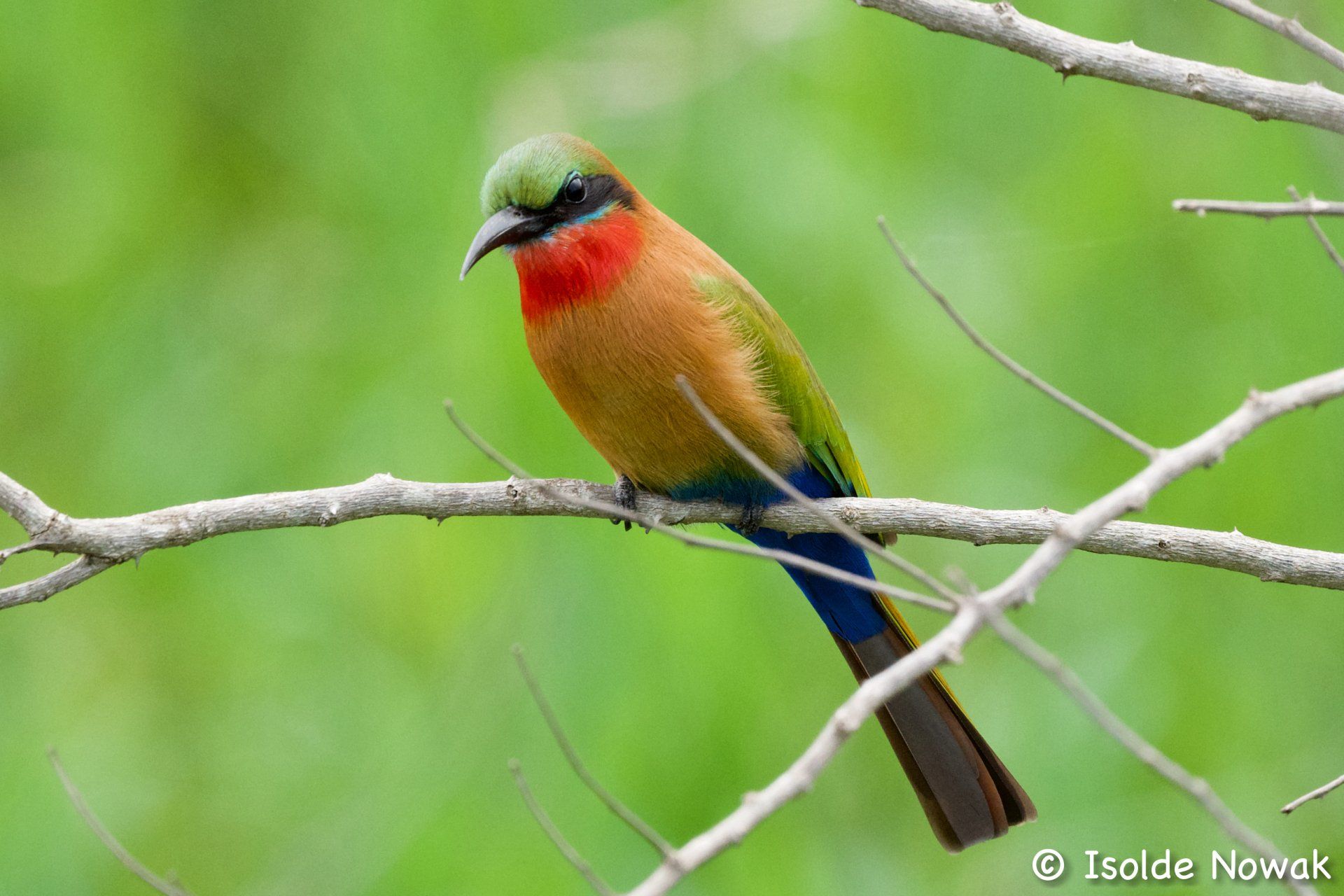 Bee-Eater, Merops, Rainforest, Uganda, Gorilla, Birding, Travel, Uganda Safaris, Mountain Gorillas, Gorilla Tracking, Gorilla Trekking, Uganda Tours, Uganda Tour Operators, Uganda Roundtrip, Uganda Reise, Uganda Trips, Uganda travel, Murchison Falls NP, Uganda Grouptrips, Uganda Gruppenreise