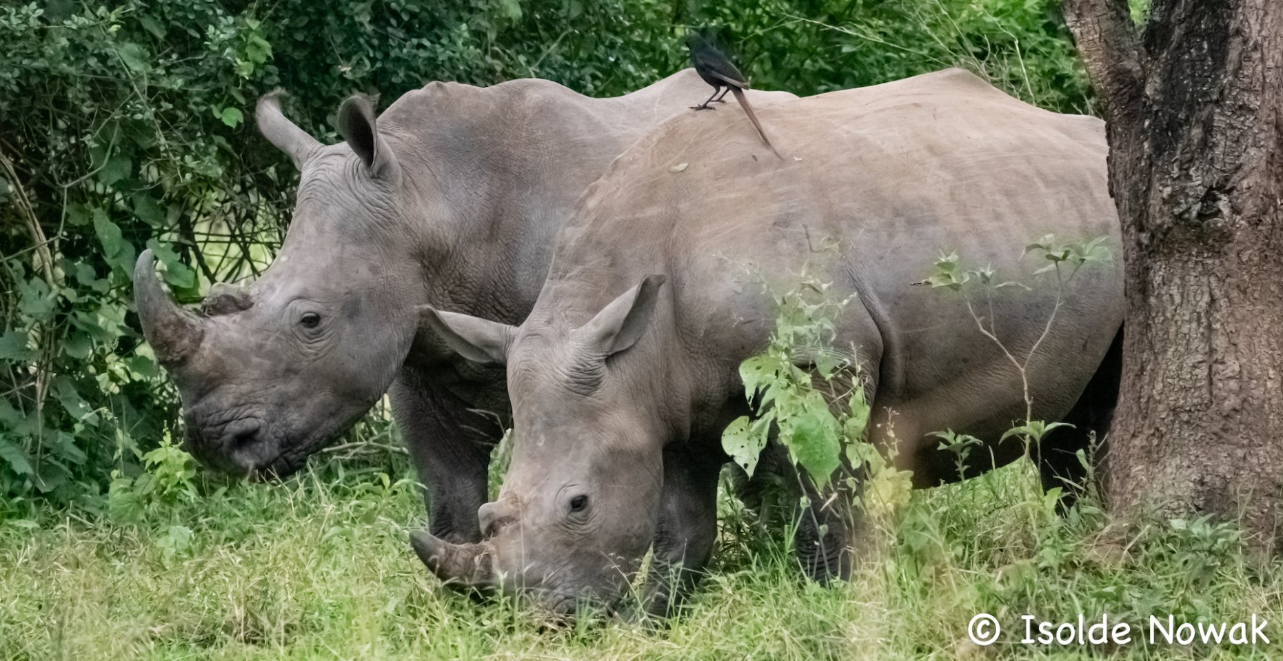 Uganda Safari book with the experts of Nature Responsible Safari Uganda