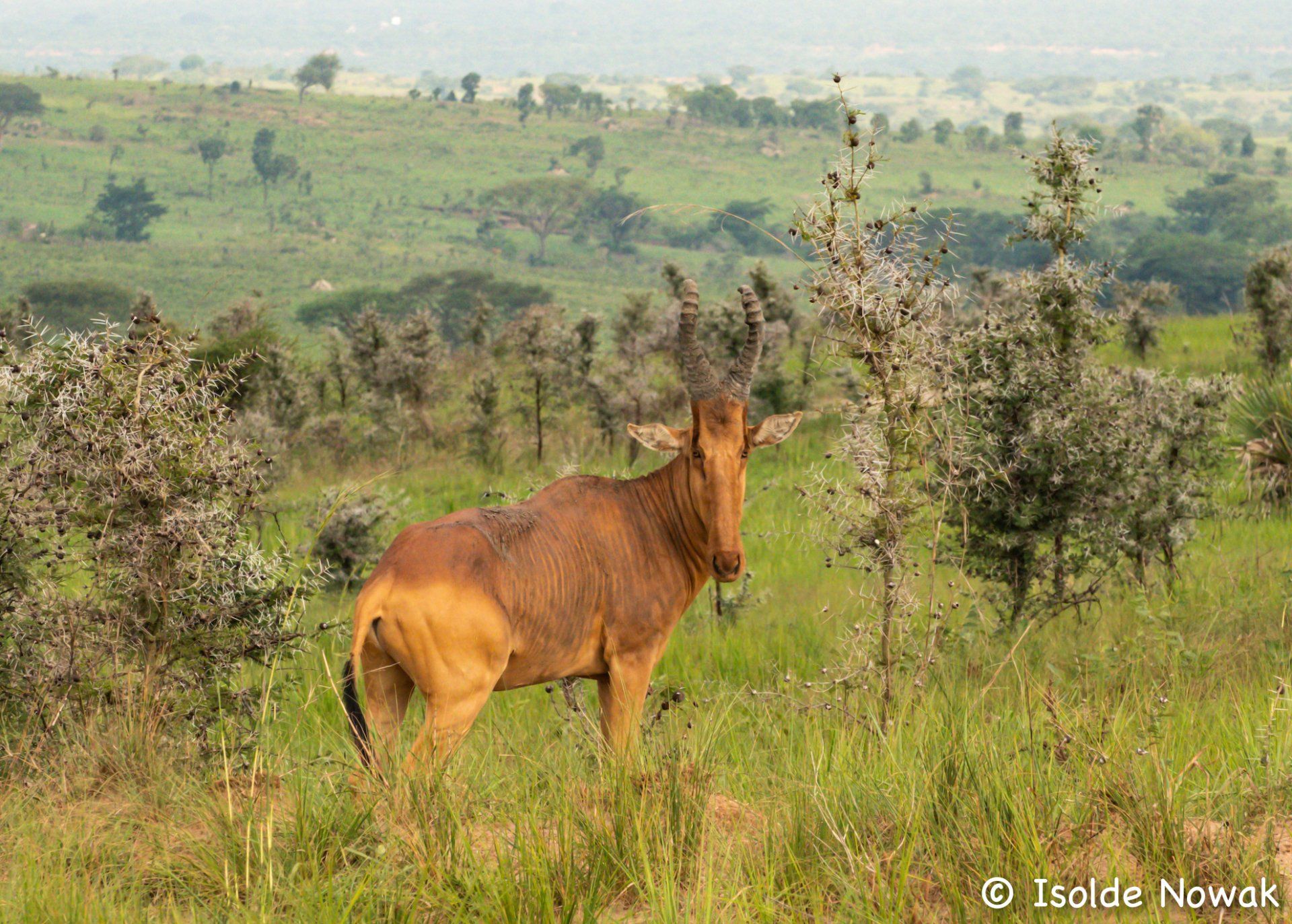 Hartebeast, Kuhantilope, Murchison Falls, Uganda, Gorilla, Birding, Travel, Uganda Safaris, Mountain Gorillas, Gorilla Tracking, Gorilla Trekking, Uganda Tours, Uganda Tour Operators, Uganda Roundtrip, Uganda Reise, Uganda Trips, Uganda travel, Uganda Grouptrips, Uganda Gruppenreise, nature responsible, Kidepo, Mburo, Murchison, Bwindi, Kibale