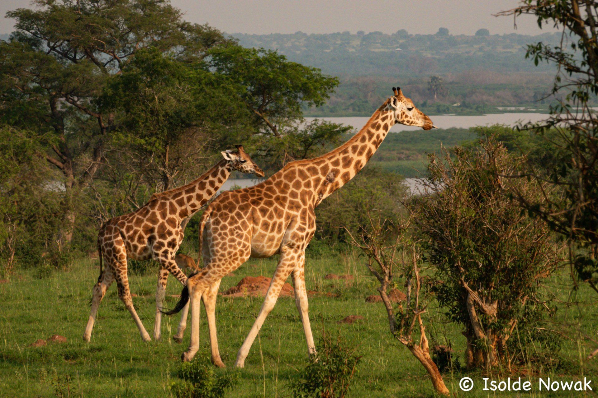 Giraffen, Rothschild Giraffen, Uganda Birding, Gorilla, Birding, Travel, Uganda Safaris, Mountain Gorillas, Gorilla Tracking, Gorilla Trekking, Uganda Tours, Uganda Tour Operators, Uganda Roundtrip, Uganda Reise, Uganda Trips, Uganda travel, Uganda Grouptrips, Uganda Gruppenreise, Birds of Uganda, shoebill, hornbill
