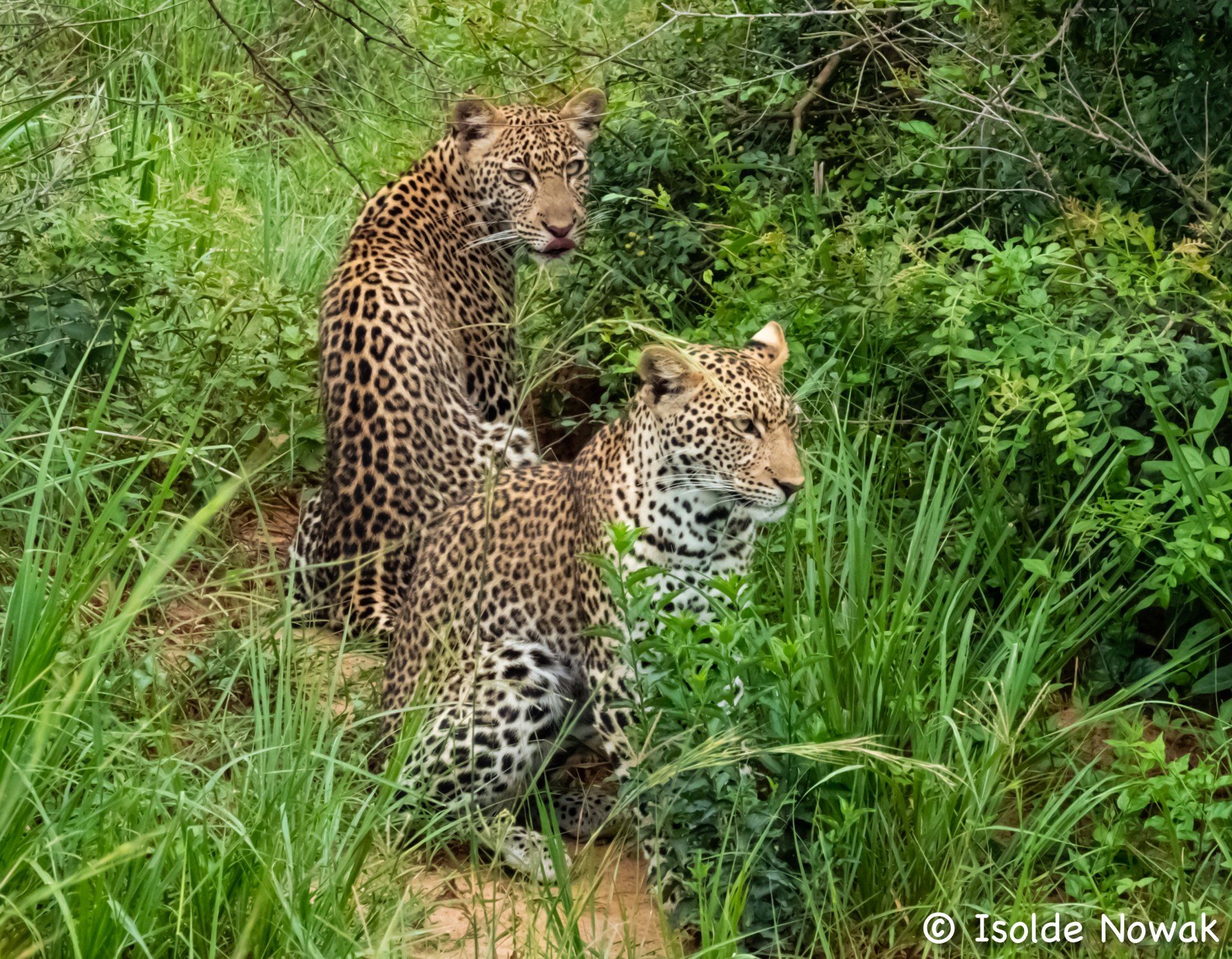 Leopard Babies, Murchison Falls, Uganda, Gorilla, Birding, Travel, Uganda Safaris, Mountain Gorillas, Gorilla Tracking, Gorilla Trekking, Uganda Tours, Uganda Tour Operators, Uganda Roundtrip, Uganda Reise, Uganda Trips, Uganda travel, Uganda Grouptrips, Uganda Gruppenreise, nature responsible, Kidepo, Mburo, Murchison, Bwindi, Kibale