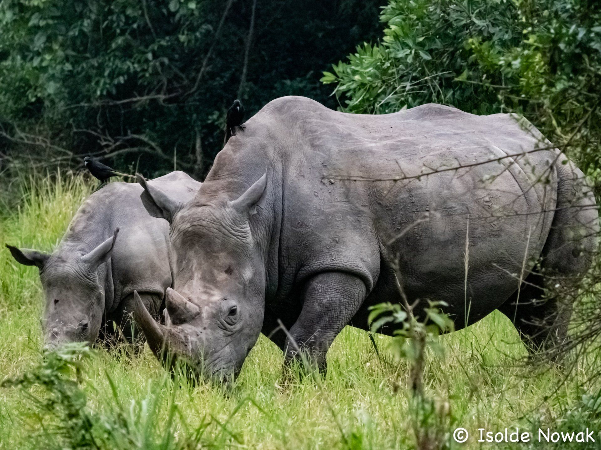 Rhinos, Nashörner, Ziwa Rhino Sanctuary, Amuka Lodge, Uganda, Gorilla, Birding, Travel, Uganda Safaris, Mountain Gorillas, Gorilla Tracking, Gorilla Trekking, Uganda Tours, Uganda Tour Operators, Uganda Roundtrip, Uganda Reise, Uganda Trips, Uganda travel, Uganda Grouptrips, Uganda Gruppenreise, nature responsible, Kidepo, Mburo, Murchison, Bwindi, Kibale