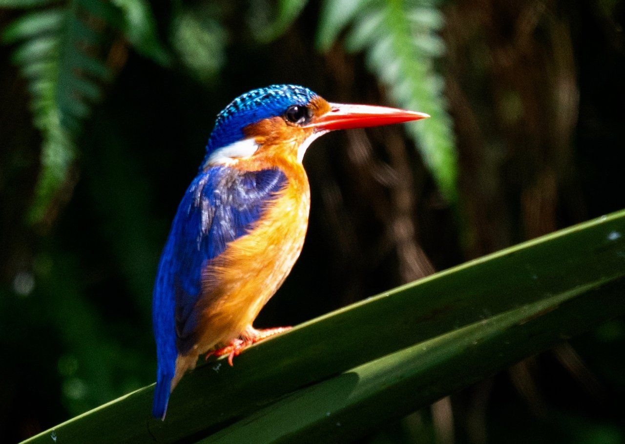 Malachite Kingfisher,Uganda, Gorilla, Birding, Travel, Uganda Safaris, Mountain Gorillas, Gorilla Tracking, Gorilla Trekking, Uganda Tours, Uganda Tour Operators, Uganda Roundtrip, Uganda Reise, Uganda Trips, Uganda travel, Uganda Grouptrips, Uganda Gruppenreise