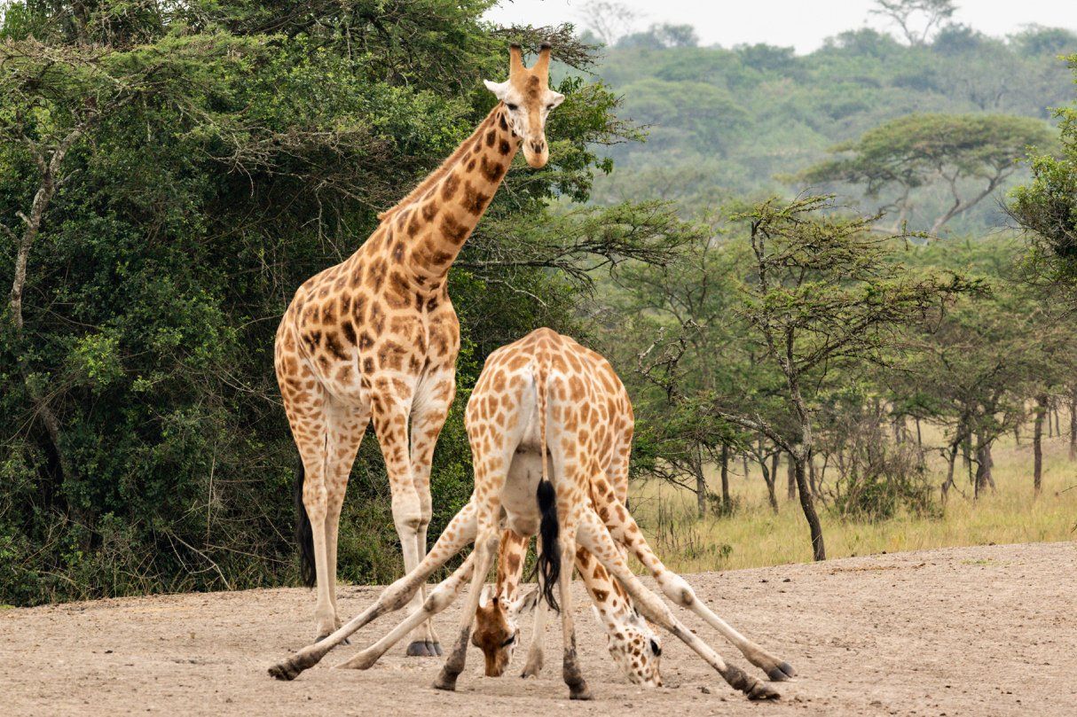 10 Days Uganda Grouptrip, Gorilla, Birding, Travel, Uganda Safaris, Mountain Gorillas, Gorilla Tracking, Gorilla Trekking, Uganda Tours, Uganda Tour Operators, Uganda Roundtrip, Uganda Reise, Shoebill, Rhino, Chimpanzee, Chimpanzee Tracking, Uganda Gruppenreise, Uganda Grouptrip