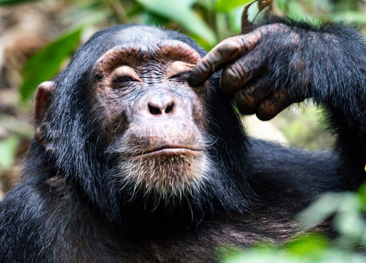 Uganda Safari book with the experts of Nature Responsible Safari Uganda