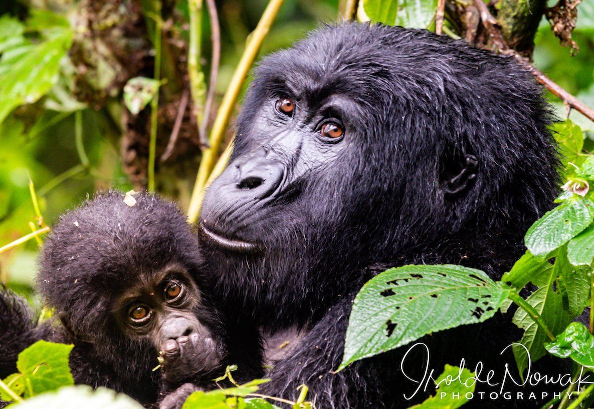 14 Days Uganda Roundtrip, private Uganda tours, Gorilla, Birding, Travel, Uganda Safaris, Mountain Gorillas, Gorilla Tracking, Gorilla Trekking, Uganda Tours, Uganda Tour Operators, Uganda Roundtrip, Uganda Reise, Shoebill, Rhino, Chimpanzee, Gorilla Tracking, Chimpanzee Tracking, Gorilla Trekking