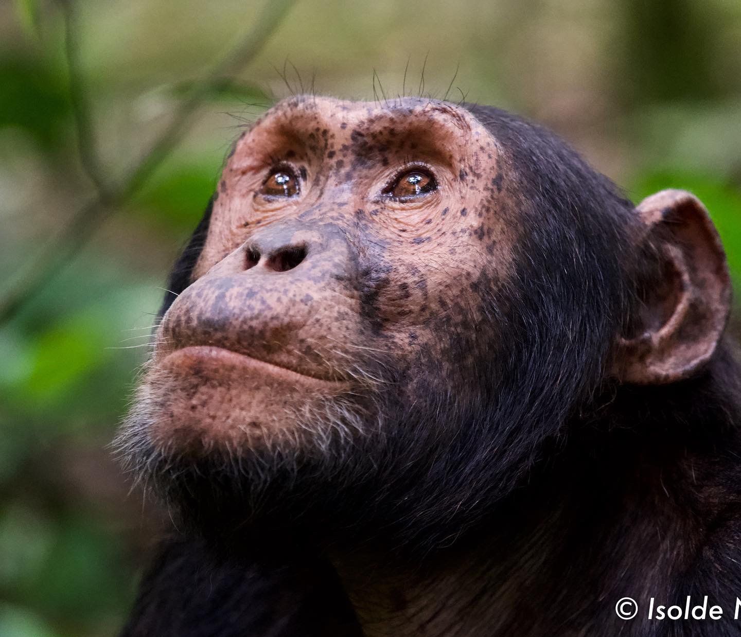 Schimpanse, Chimpanzee, Rainforest, Uganda, Gorilla, Birding, Travel, Uganda Safaris, Mountain Gorillas, Gorilla Tracking, Gorilla Trekking, Uganda Tours, Uganda Tour Operators, Uganda Roundtrip, Uganda Reise, Uganda Trips, Uganda travel, Uganda Grouptrips, Uganda Gruppenreise