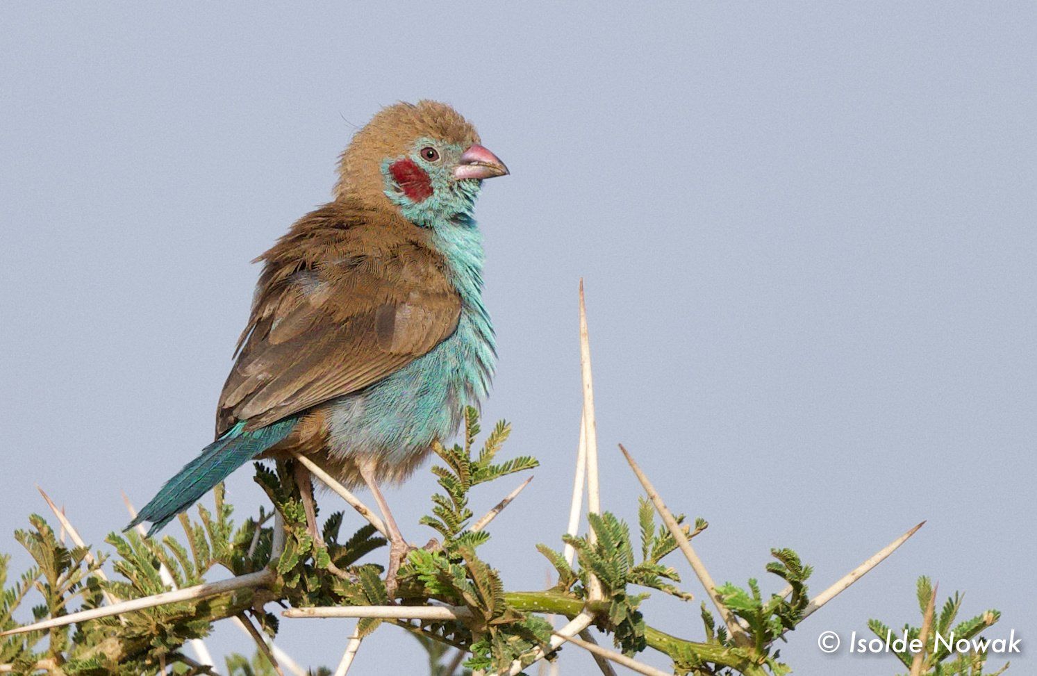 13 Days Uganda North, Karamajong, Birding, Kidepo, Uganda Safaris, Mount Elgon, Pian Upe, Karatunga, Uganda Tours, Uganda Tour Operators, Uganda Roundtrip, Uganda Reise, Shoebill, Rhino, Sipi Falls, Moroto, Uganda Gruppenreise, Uganda Grouptrip, Karamoja