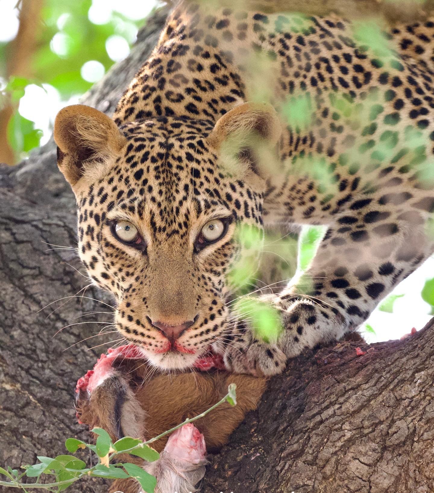 Leopard with catch, Murchison Falls,Uganda, Gorilla, Birding, Travel, Uganda Safaris, Mountain Gorillas, Gorilla Tracking, Gorilla Trekking, Uganda Tours, Uganda Tour Operators, Uganda Roundtrip, Uganda Reise, Uganda Trips, Uganda travel, Uganda Grouptrips, Uganda Gruppenreise, nature responsible, Kidepo, Mburo, Murchison, Bwindi, Kibale