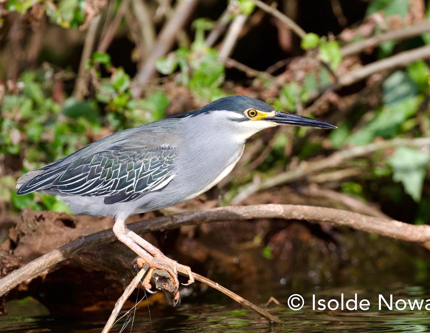 Uganda, Gorilla, Birding, Travel, Uganda Safaris, Mountain Gorillas, Gorilla Tracking, Gorilla Trekking, Uganda Tours, Uganda Tour Operators, Uganda Roundtrip, Uganda Reise, Uganda Trips, Uganda travel, Uganda Grouptrips, Uganda Gruppenreise, nature responsible, Kidepo, Mburo, Murchison, Bwindi, Kibale