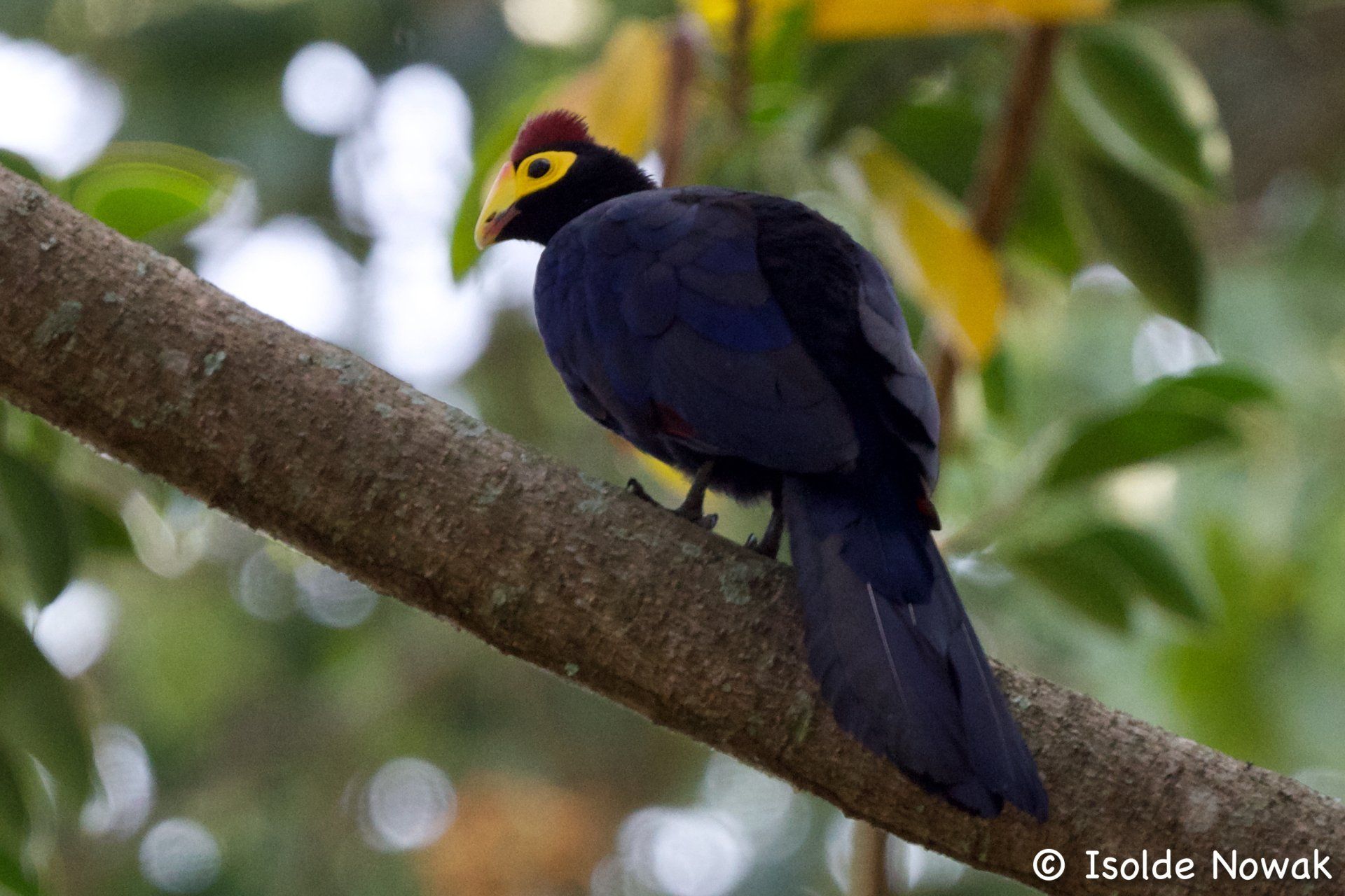 Blue Turaco, Uganda, Gorilla, Birding, Travel, Uganda Safaris, Mountain Gorillas, Gorilla Tracking, Gorilla Trekking, Uganda Tours, Uganda Tour Operators, Uganda Roundtrip, Uganda Reise, Uganda Trips, Uganda travel, Uganda Grouptrips, Uganda Gruppenreise, nature responsible, Kidepo, Mburo, Murchison, Bwindi, Kibale