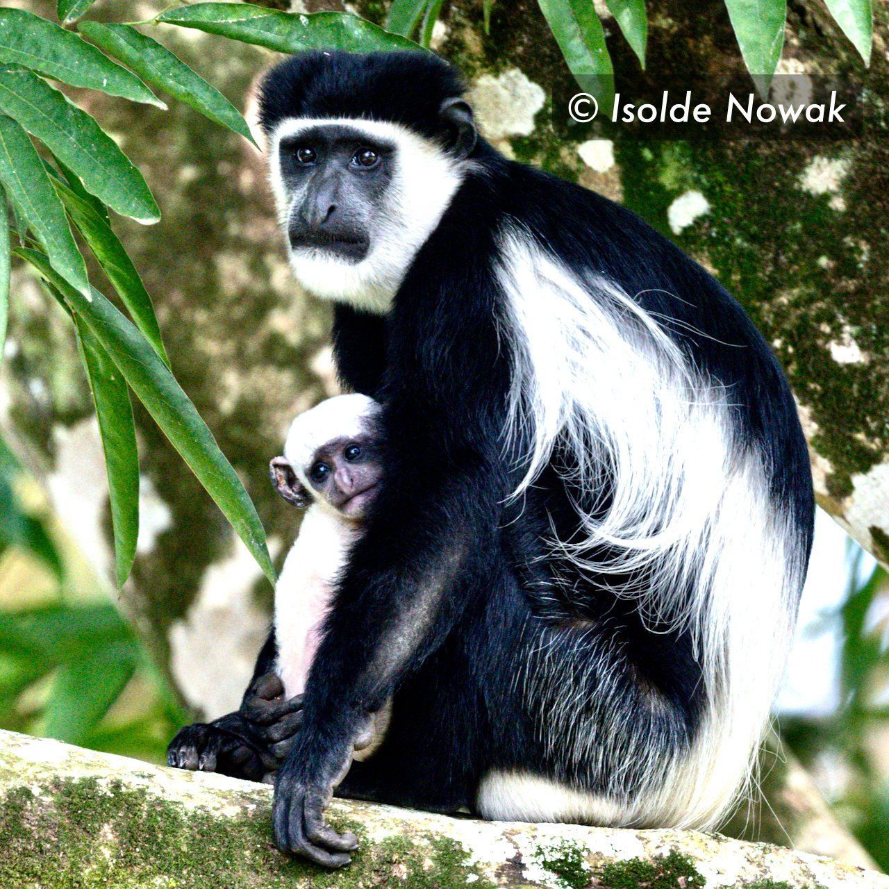 Mantelaffe mit baby, black and white colobus, monkey baby, Uganda, Gorilla, Birding, Travel, Uganda Safaris, Mountain Gorillas, Gorilla Tracking, Gorilla Trekking, Uganda Tours, Uganda Tour Operators, Uganda Roundtrip, Uganda Reise, Uganda Trips, Uganda travel, Uganda Grouptrips, Uganda Gruppenreise, nature responsible, Kidepo, Mburo, Murchison, Bwindi, Kibale
