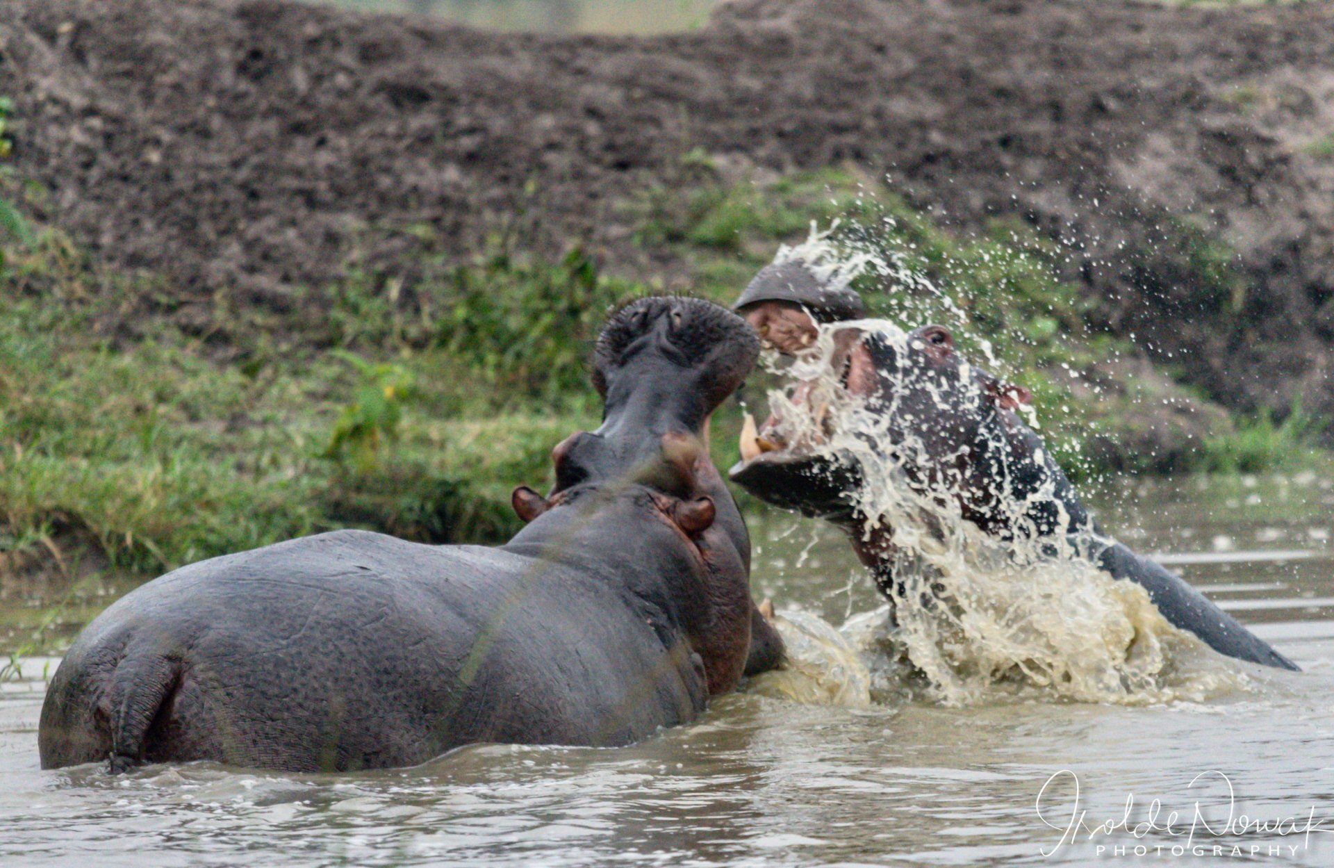 Hippos, Uganda, Gorilla, Birding, Travel, Uganda Safaris, Mountain Gorillas, Gorilla Tracking, Gorilla Trekking, Uganda Tours, Uganda Tour Operators, Uganda Roundtrip, Uganda Reise, Uganda Trips, Uganda travel, Uganda Grouptrips, Uganda Gruppenreise, nature responsible, Kidepo, Mburo, Murchison, Bwindi, Kibale