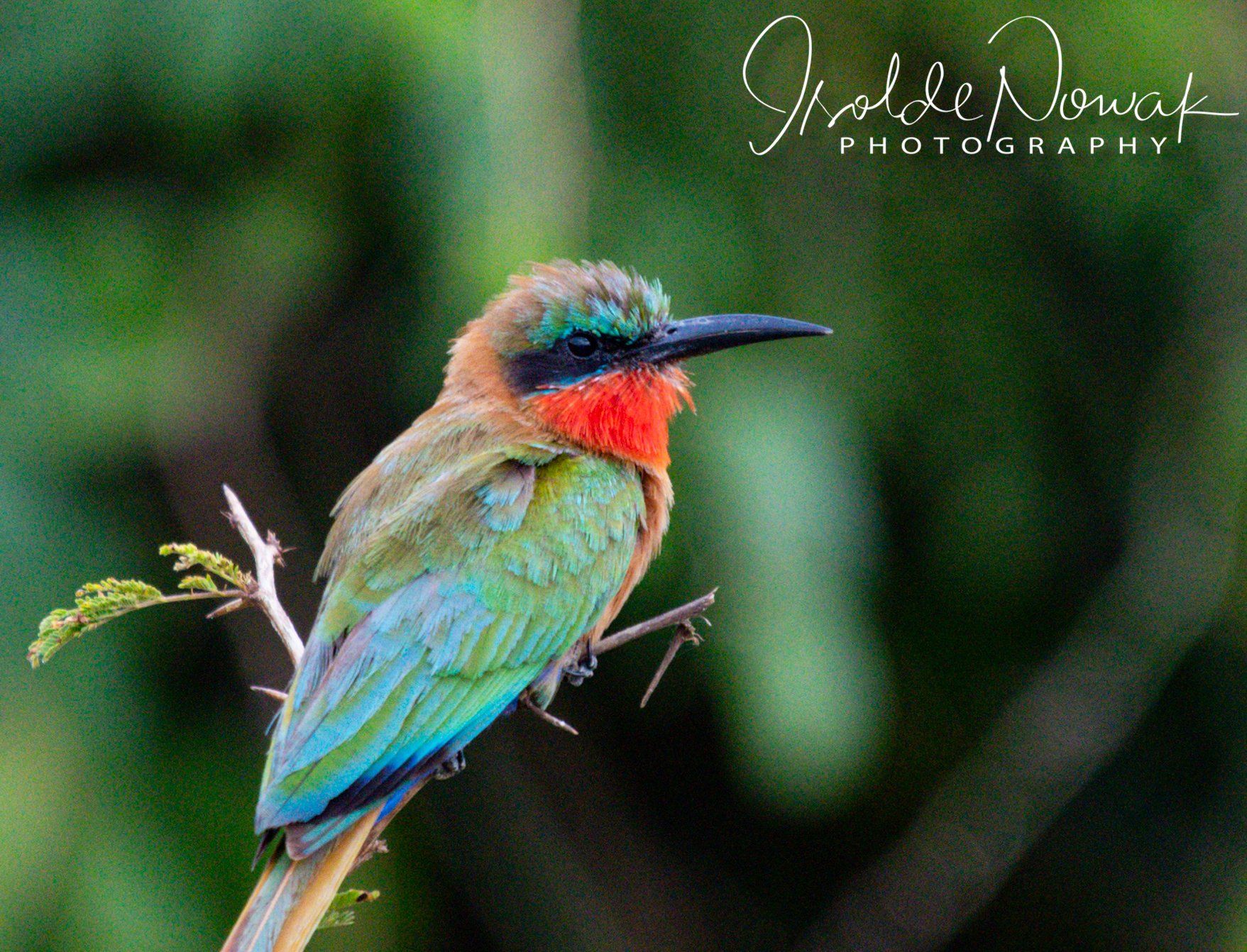 Bee-Eater, Merops, Rainforest, Uganda, Gorilla, Birding, Travel, Uganda Safaris, Mountain Gorillas, Gorilla Tracking, Gorilla Trekking, Uganda Tours, Uganda Tour Operators, Uganda Roundtrip, Uganda Reise, Uganda Trips, Uganda travel, Murchison Falls NP, Uganda Grouptrips, Uganda Gruppenreise
