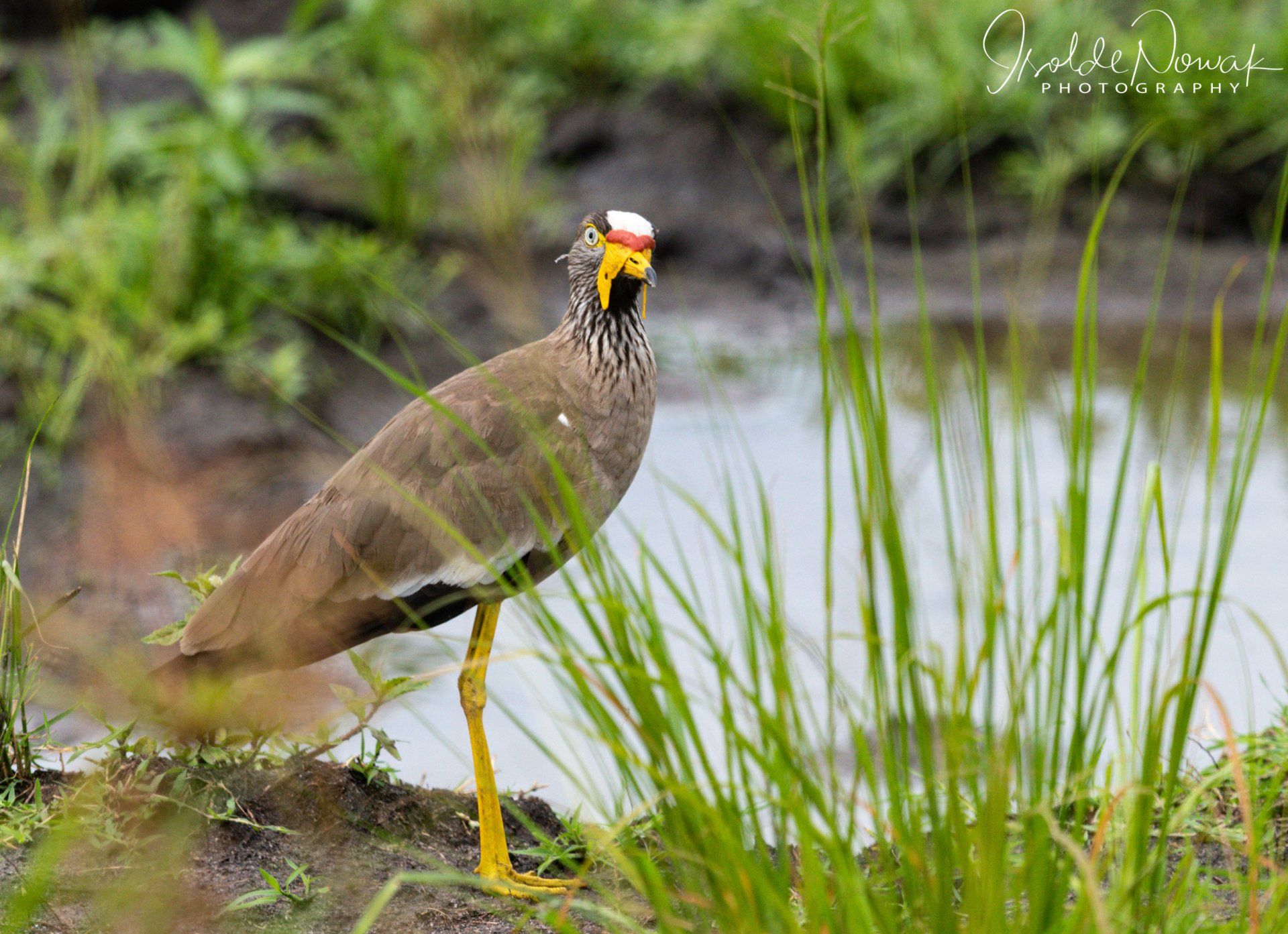 Yellow wattled lapwing, plover, Uganda, Gorilla, Birding, Travel, Uganda Safaris, Mountain Gorillas, Gorilla Tracking, Gorilla Trekking, Uganda Tours, Uganda Tour Operators, Uganda Roundtrip, Uganda Reise, Uganda Trips, Uganda travel, Uganda Grouptrips, Uganda Gruppenreise, nature responsible, Kidepo, Mburo, Murchison, Bwindi, Kibale