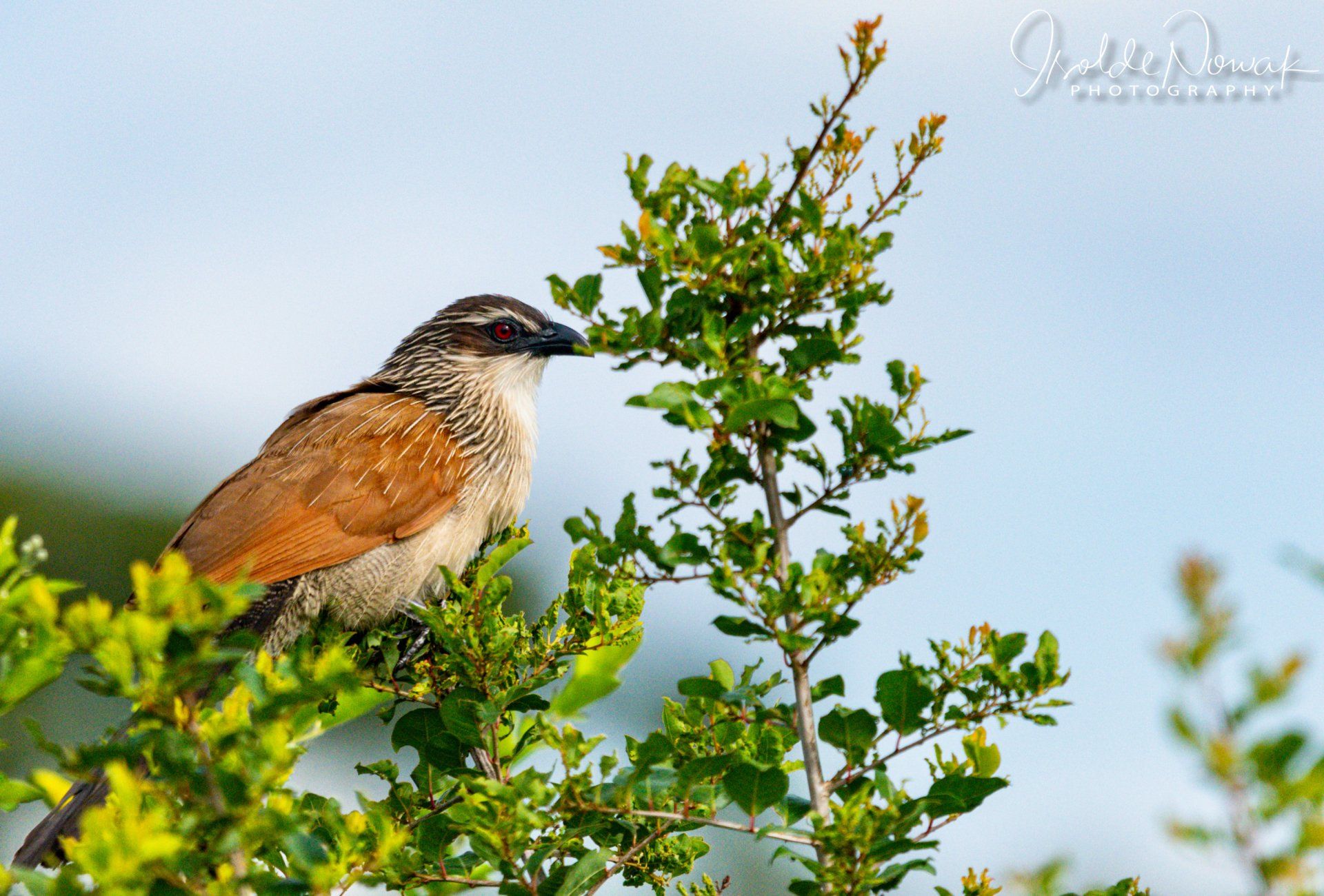 Coucal, Bee-Eater, Merops, Rainforest, Uganda, Gorilla, Birding, Travel, Uganda Safaris, Mountain Gorillas, Gorilla Tracking, Gorilla Trekking, Uganda Tours, Uganda Tour Operators, Uganda Roundtrip, Uganda Reise, Uganda Trips, Uganda travel, Murchison Falls NP, Uganda Grouptrips, Uganda Gruppenreise