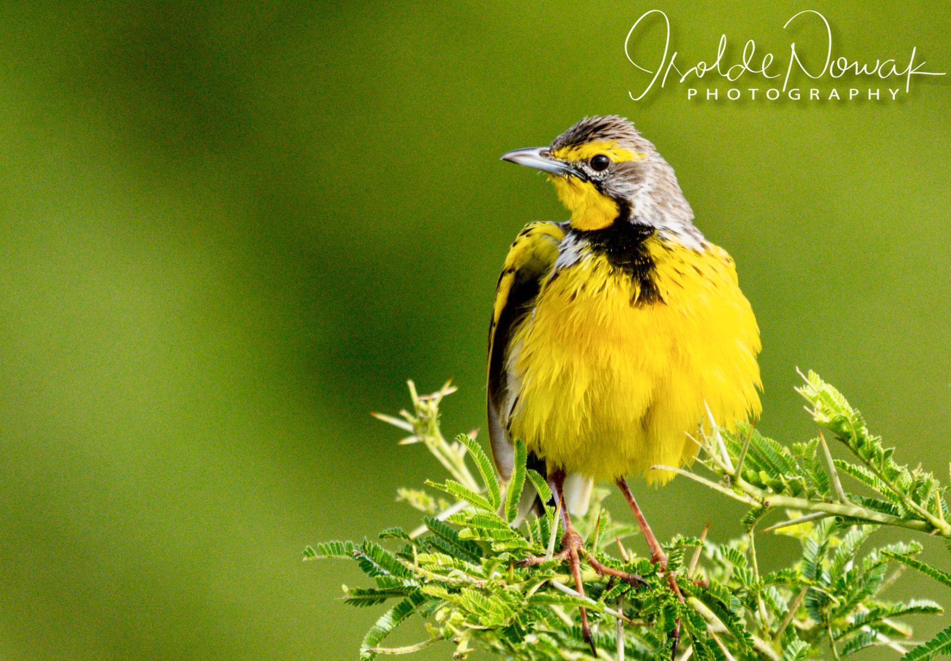 Uganda, Gorilla, Birding, Travel, Uganda Safaris, Mountain Gorillas, Gorilla Tracking, Gorilla Trekking, Uganda Tours, Uganda Tour Operators, Uganda Roundtrip, Uganda Reise, Uganda Trips, Uganda travel, Uganda Grouptrips, Uganda Gruppenreise, nature responsible, Kidepo, Mburo, Murchison, Bwindi, Kibale