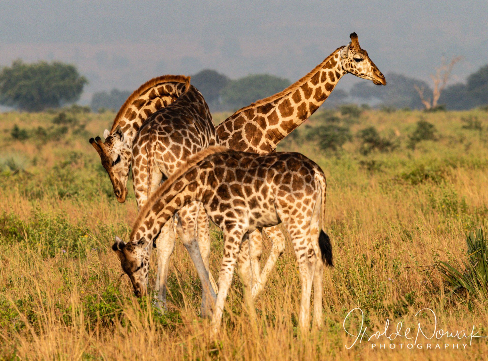 Giraffes, Murchison Falls, Uganda, Gorilla, Birding, Travel, Uganda Safaris, Mountain Gorillas, Gorilla Tracking, Gorilla Trekking, Uganda Tours, Uganda Tour Operators, Uganda Roundtrip, Uganda Reise, Uganda Trips, Uganda travel, Uganda Grouptrips, Uganda Gruppenreise, nature responsible, Kidepo, Mburo, Murchison, Bwindi, Kibale