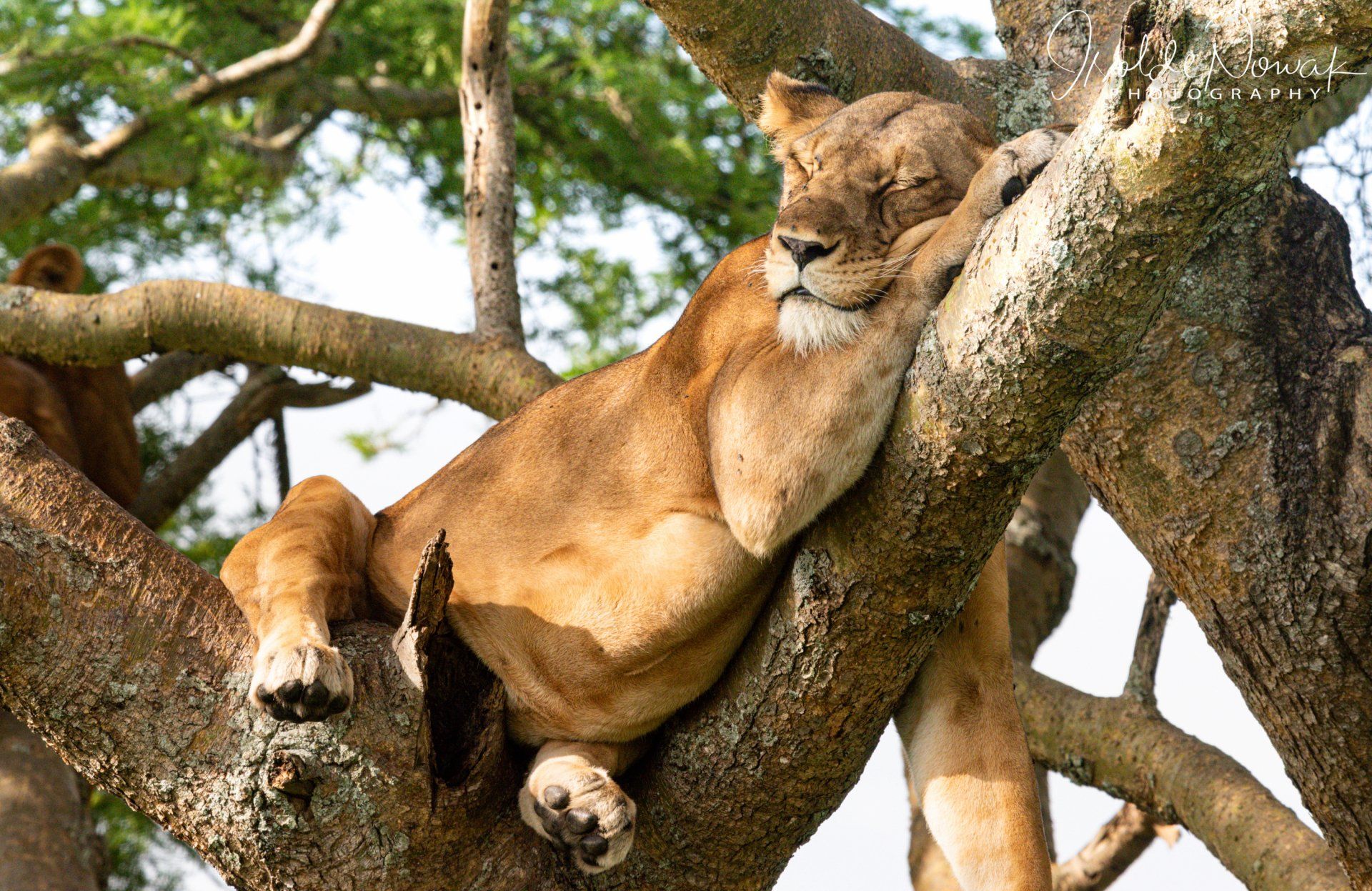 Ishasha, Tree Climbing lions, Queen Elizabeth National Park, Rainforest, Uganda, Gorilla, Birding, Travel, Uganda Safaris, Mountain Gorillas, Gorilla Tracking, Gorilla Trekking, Uganda Tours, Uganda Tour Operators, Uganda Roundtrip, Uganda Reise, Uganda Trips, Uganda travel, Uganda Grouptrips, Uganda Gruppenreise