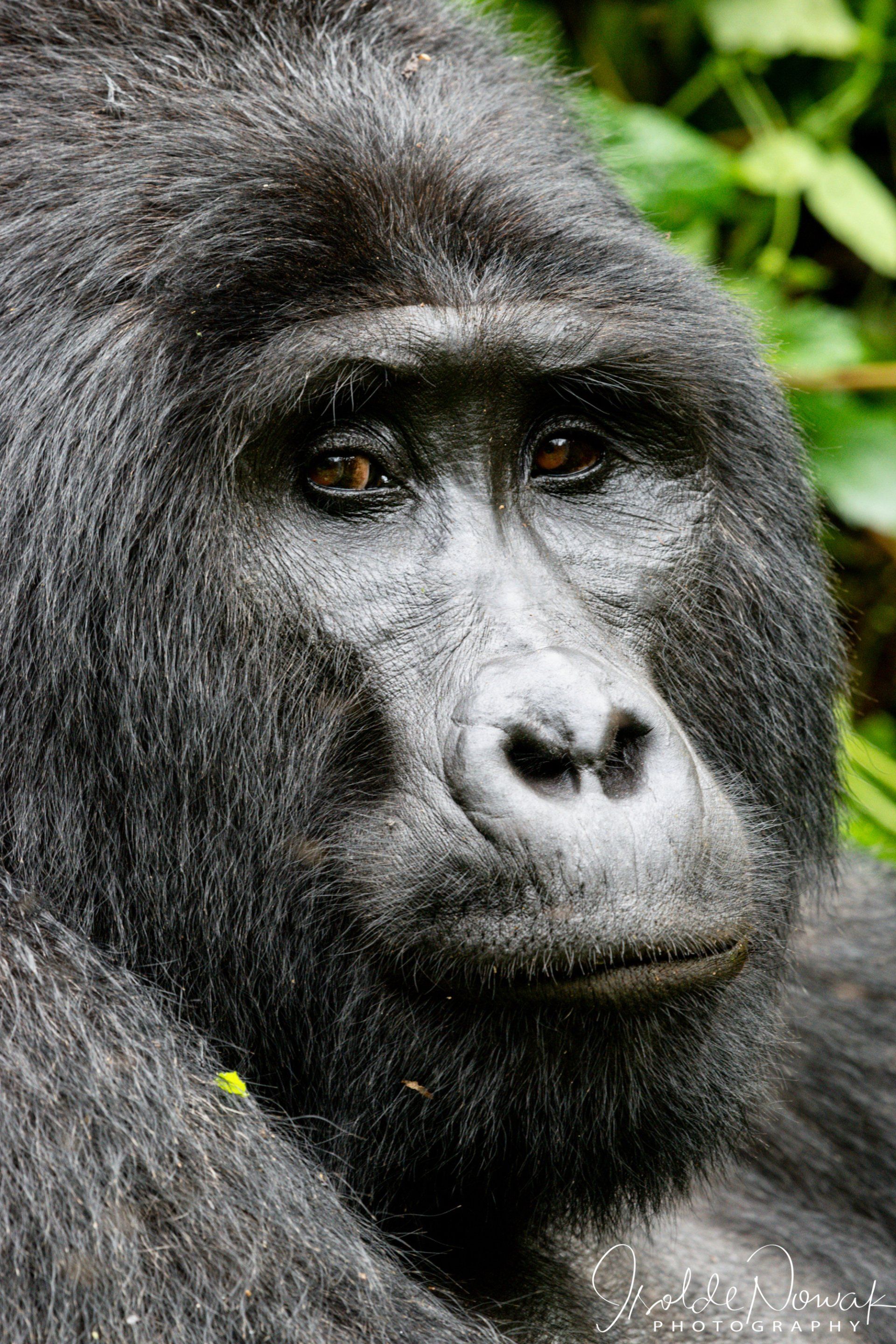 Mountain Gorilla, Uganda, Gorilla, Birding, Travel, Uganda Safaris, Mountain Gorillas, Gorilla Tracking, Gorilla Trekking, Uganda Tours, Uganda Tour Operators, Uganda Roundtrip, Uganda Reise, Uganda Trips, Uganda travel, Uganda Grouptrips, Uganda Gruppenreise, Bwindi