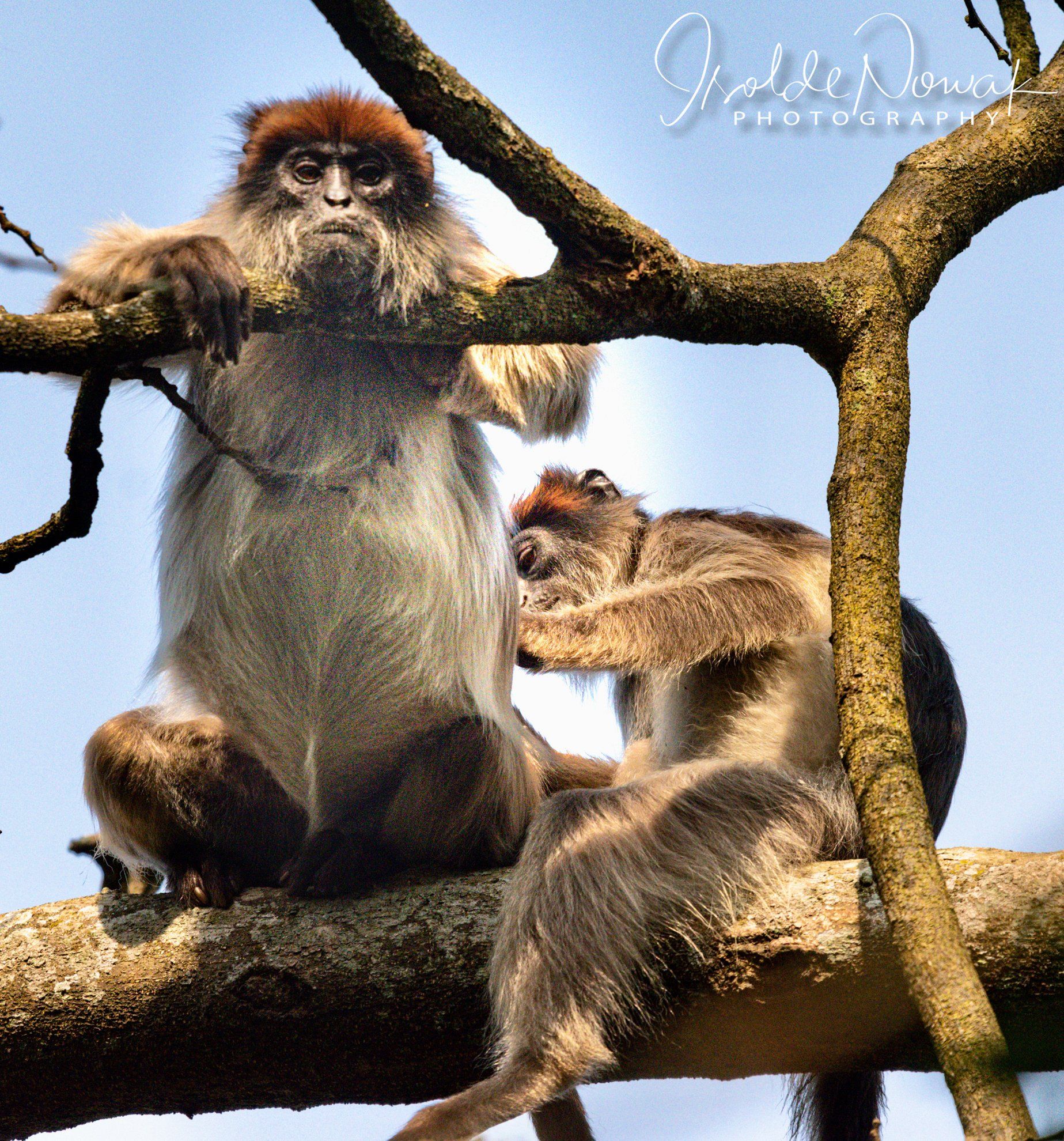 Red Colobus, Bigodi, Kibale, Uganda, Gorilla, Birding, Travel, Uganda Safaris, Mountain Gorillas, Gorilla Tracking, Gorilla Trekking, Uganda Tours, Uganda Tour Operators, Uganda Roundtrip, Uganda Reise, Uganda Trips, Uganda travel, Uganda Grouptrips, Uganda Gruppenreise, nature responsible, Kidepo, Mburo, Murchison, Bwindi, Kibale