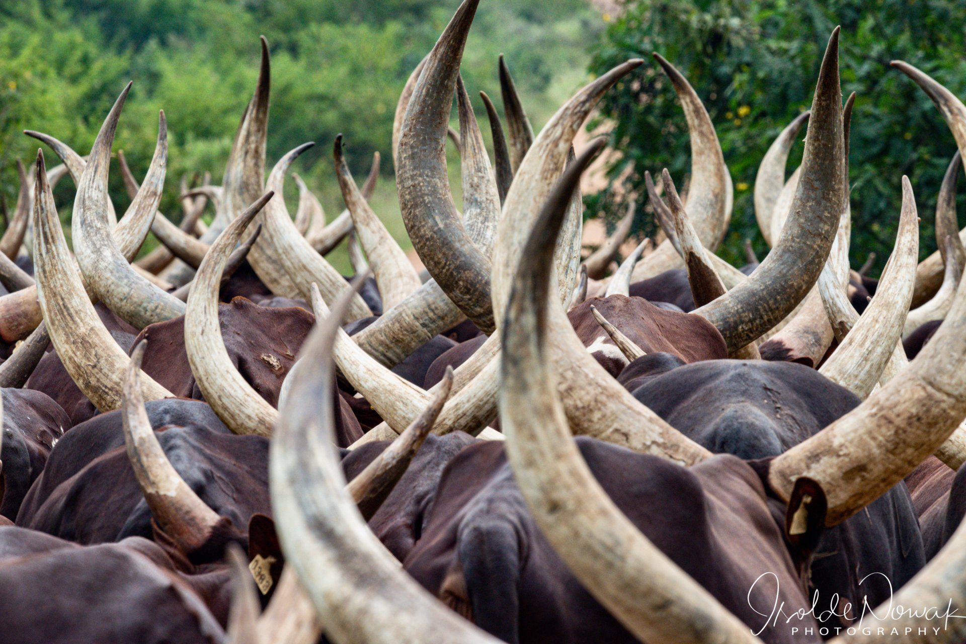 Ankole, Long Horn Cattle, Lake Mburo, Uganda, Gorilla, Birding, Travel, Uganda Safaris, Mountain Gorillas, Gorilla Tracking, Gorilla Trekking, Uganda Tours, Uganda Tour Operators, Uganda Roundtrip, Uganda Reise, Uganda Trips, Uganda travel, Uganda Grouptrips, Uganda Gruppenreise, nature responsible, Kidepo, Mburo, Murchison, Bwindi, Kibale