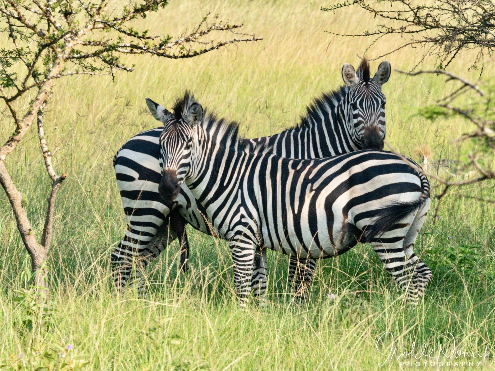 Zebras, Lake Mburo, Uganda, Gorilla, Birding, Travel, Uganda Safaris, Mountain Gorillas, Gorilla Tracking, Gorilla Trekking, Uganda Tours, Uganda Tour Operators, Uganda Roundtrip, Uganda Reise, Uganda Trips, Uganda travel, Uganda Grouptrips, Uganda Gruppenreise, nature responsible