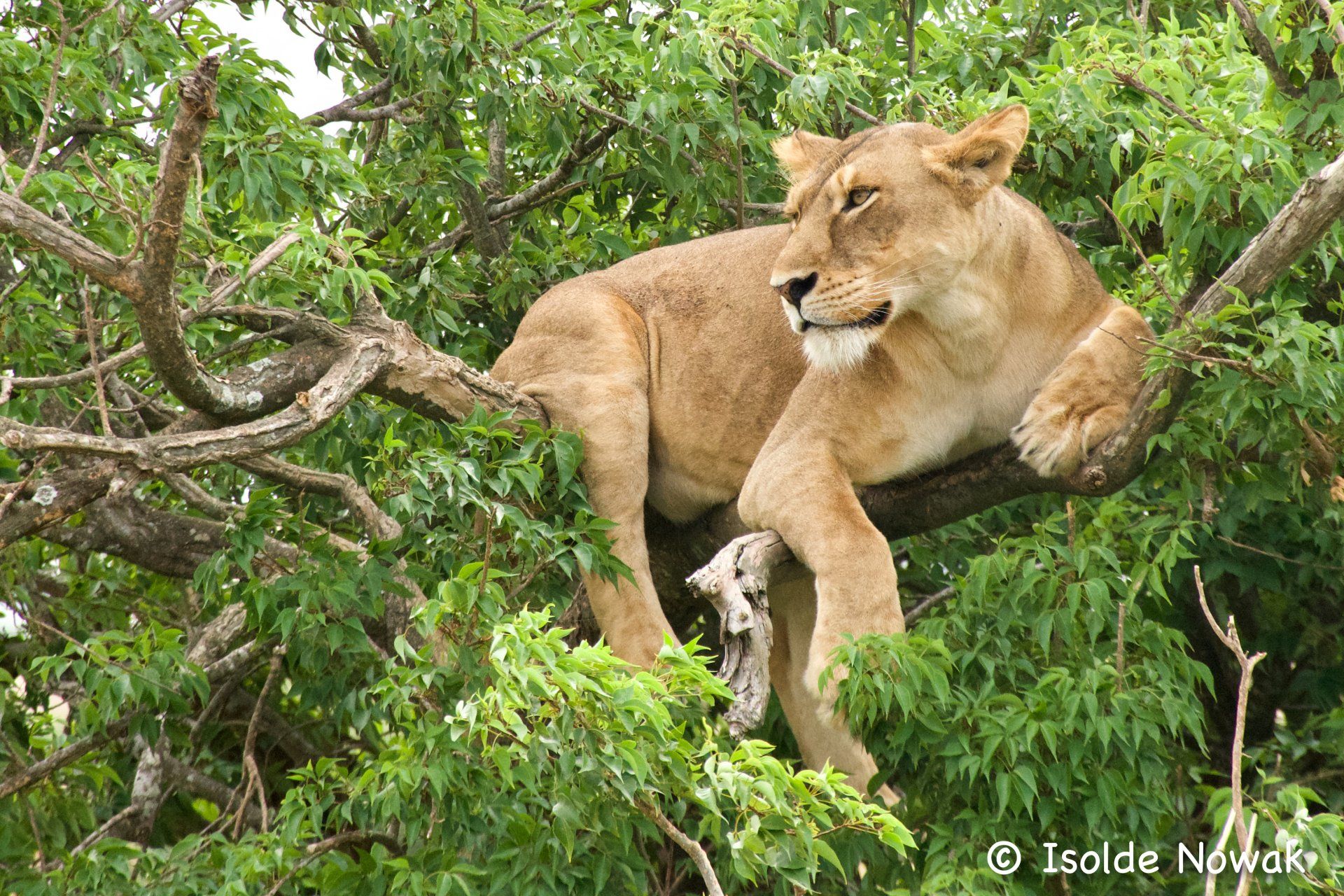 Ishasha, Tree Climbing lions, Queen Elizabeth National Park, Rainforest, Uganda, Gorilla, Birding, Travel, Uganda Safaris, Mountain Gorillas, Gorilla Tracking, Gorilla Trekking, Uganda Tours, Uganda Tour Operators, Uganda Roundtrip, Uganda Reise, Uganda Trips, Uganda travel, Uganda Grouptrips, Uganda Gruppenreise